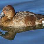 Fuligule australe femelle, Centennial Parklands Sydney