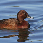 Fuligule australe mâle, Centennial Parklands Sydney