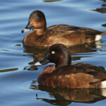 Fuligule australe, Centennial Parklands Sydney