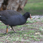Galinule sombre, Centennial Parklands Sydney