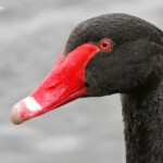 Cygne noir, Centennial Parklands Sydney