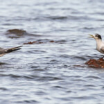 Sternes huppées sur la plage de Port-Boisé