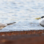Sternes huppées sur la plage de Port-Boisé