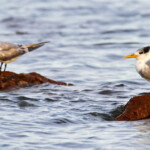 Sternes huppées sur la plage de Port-Boisé