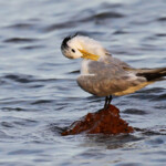 Sterne huppée sur la plage de Port-Boisé