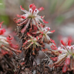 Drosera neocaledonica, Sentier botanique des chutes de la Madeleine