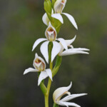 Megastylis gigas, Sentier botanique des chutes de la Madeleine