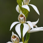 Megastylis gigas, Sentier botanique des chutes de la Madeleine