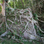 Banian dans le village de Prony