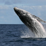 Baleine à bosse