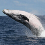 Baleine à bosse