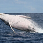 Baleine à bosse