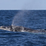 Baleine à bosse