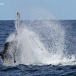 Baleine à bosse