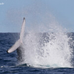 Baleine à bosse