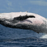 Baleine à bosse