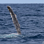Baleine à bosse