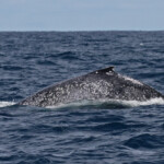 Baleine à bosse