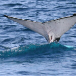 Baleine à bosse