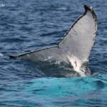 Baleine à bosse