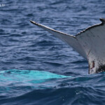 Baleine à bosse