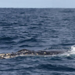 Baleine à bosse