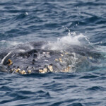 Baleine à bosse