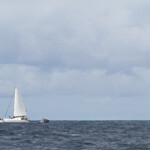 Whalewatching en Nouvelle-Calédonie