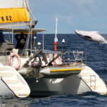 Whalewatching en Nouvelle-Calédonie