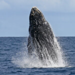 Baleine à bosse