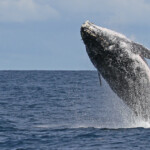Baleine à bosse
