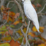 Cacatoès à crête, Audley, Royal National Park