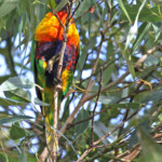 Loriquet à tête bleue, Audley, Royal National Park
