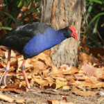 Talève sultane, Audley, Royal National Park