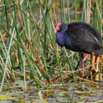 Talève sultane au départ de la Lady Carrington Drive, Royal National Park