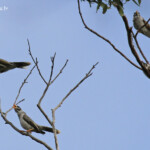 Groupe de Méliphage bruyant, Lady Carrington Drive, Royal National Park