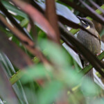 Méliphage de Lewin, Lady Carrington Drive, Royal National Park
