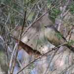 Siffleur doré, Lady Carrington Drive, Royal National Park