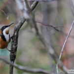 Méliphage à bec grêle, Lady Carrington Drive, Royal National Park