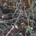 Ménure superbe, Lady Carrington Drive, Royal National Park
