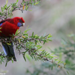 Perruche de Pennant, Lady Carrington Drive, Royal National Park