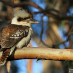 Martin chasseur géant, Bungoona Lookout, Royal National Park