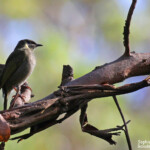 Méliphage de Lewin, Lady Carrington Drive, Royal National Park