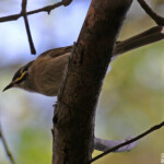 Méliphage à joues d'or, Lady Carrington Drive, Royal National Park