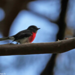 Miro rosé, Lady Carrington Drive, Royal National Park