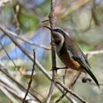 Méliphage à bec grêle, Lady Carrington Drive, Royal National Park
