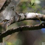 Méliphage à joues d'or, Lady Carrington Drive, Royal National Park