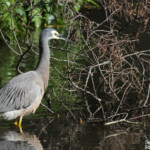 Aigrette à face blanche au départ de la Lady Carrington Drive, Royal National Park