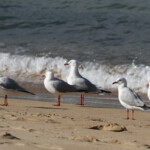 Mouettes argentée, appelées également mouettes australiennes, wattamolla beach, Royal National Park