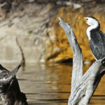 Cormoran pie dans la lagune de Wattamolla, Royal National Park